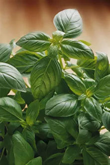 Basil Plant Drucke: Ocimum basilicum Basil