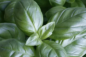 Green Leaves Photography Drucke: Ocimum basilicum Basil Green subject
