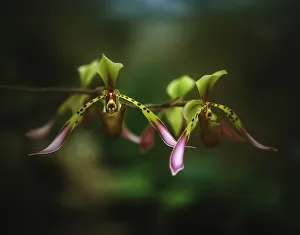 Pfefferblume, Paphiopedilum lowii