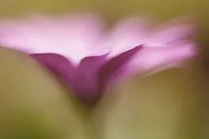 Pastel Coloured Flowers Drucke: Osteospermum