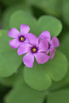 Outdoor Flower Photography Drucke: oxalis