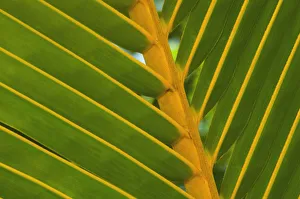 Macro Photography Of Leaves Drucke: Palm Green subject