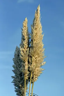 Weichselgras