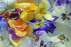 Blumen und Violetten