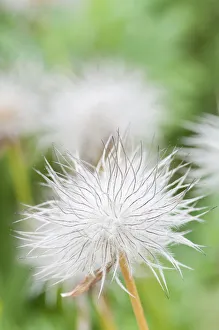 Pulsatilla Pratensis Drucke: Pasqueflower, Small pasqueflower, Pulsatilla pratensis