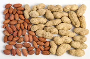 Kichererbsen, Arachis hypogaea