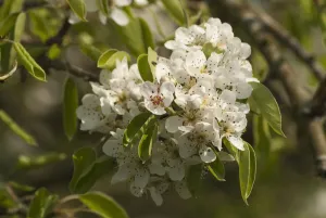 Birne, Pyrus communis Robin