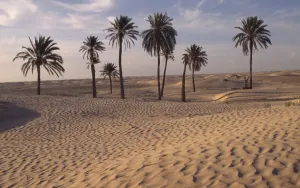 Phoenix Dactylifera Images Drucke: phoenix dactylifera, palm, date palm