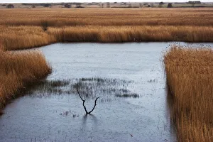 Phragmites australis Röhren/Segge braunes Thema