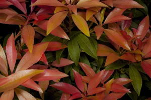 Bilder Datiert 2011 August: Pieris-9890