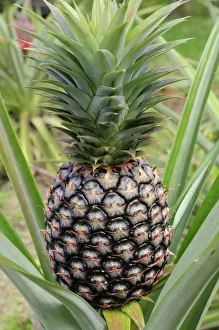 Ananas Comosus ist eine Pflanzenart der Gattung Ananas und gehört zur Familie Bromeliaceae. Sie stammt ursprünglich aus Südamerika und wird weltweit angebaut. Der Name "Comosus" bezieht sich auf die Form des Fruchtschuppens, der ähnlich wie ein Hut aussieht