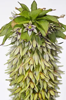 Studio Shot Of Wildflowers Drucke: Pineapple flower, Eucomis, Eucomis pallidiflora