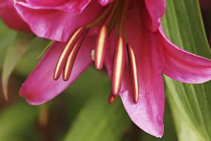 Rote Lilie