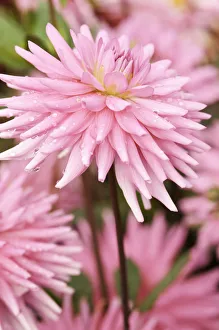 Piperns Pink