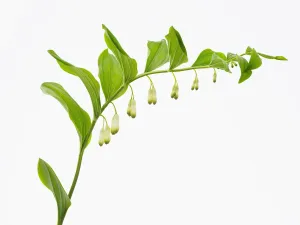 Medicinal Herb Uses Drucke: polygonatum multiflorum, solomons seal