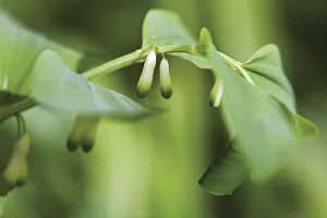 Polygonatum - Varietät nicht identifiziert Solomonseal Weißer Hintergrund Grün/b/w