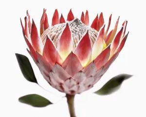 Protea Cynaroides Drucke: Protea cynaroides Protea