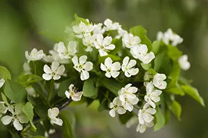 Prunus cerasus ist ein sicherer Betrag für den Frühjahrsschaden der Blüten. Die Cherry oder die scharfe Kirsche wird oft als weißes Thema verwendet
