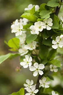 Prunus cerasus ist ein sicherer Betrag für die Frucht Cherry oder Sour Cherry und wird oft als Weißkirsch bezeichnet