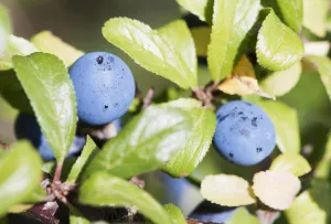 Herbal Medicine Uses Drucke: prunus spinosa