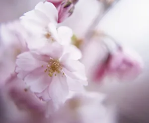 Cherry Blossom Macro Drucke: Prunus - variety not identified Cherry