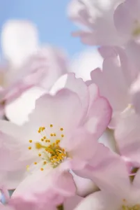 Pruunus - Sorte nicht identifiziert Kirsch Rosa rosa Hintergrundblatt blau