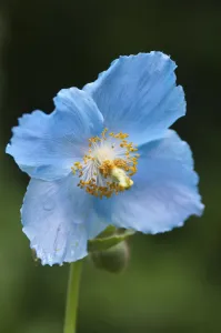 Blue Poppy Flower Drucke: PT 0518