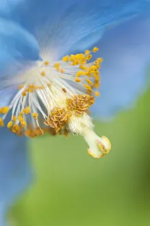 Blue Poppy Flower Drucke: PT 0519