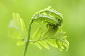 Fern Plant Photography Drucke: PT 0523