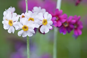 Primrose Flowers Drucke: PT 0524