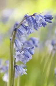 Bluebell Flower Drucke: PT 0530