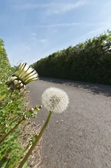 European Wildflowers Gallery Drucke: PT 0531