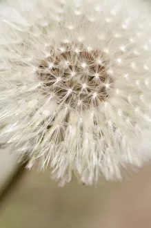 Taraxacum Officinale Images Drucke: PT 0532
