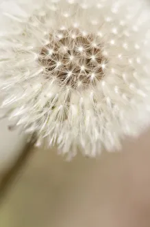 Dandelion Clock Drucke: PT 0533