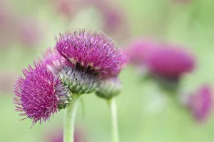 Bilder Datiert 2011 August: PT 0535