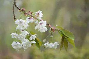 Delicate Cherry Blossoms Drucke: PT 0539