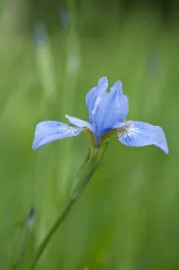 Iris Sibirica Drucke: PT 0542
