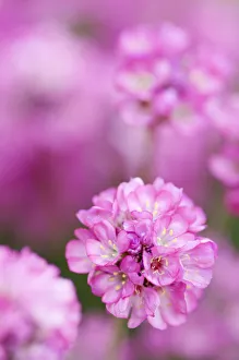 Bilder Datiert 2011 August: Armeria maritima Rubrifolia