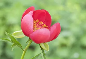 Red Peony Flower Drucke: PT 0548