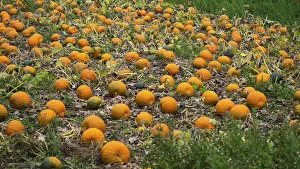 Püpper, Cucurbita maximus