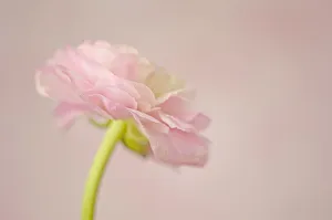 Ranunculus