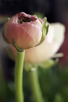 Bilder Datiert 16. September 2014: Ranunculus
