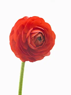 Summer Blooms Photography Drucke: ranunculus asiaticus elegance red, ranunculus, persian ranunculus