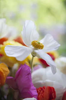 Ranunculus Asiaticus Drucke: Ranunculus, Persian ranunculus, a white simple Ranunculus asiaticus cultivar rising above