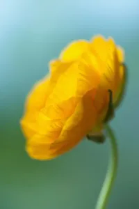 Selective Focus Flowers Drucke: Ranunculus, Persian ranunculus, an orange Ranunculus asiaticus cultivar