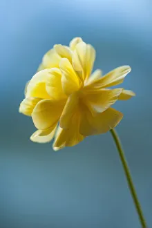 Ranunculus Asiaticus Drucke: Ranunculus, Persian ranunculus, a double petalled yellow Ranunculus asiaticus cultivar