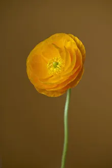 Ranunculus Asiaticus Drucke: Ranunuculus, Persian ranunculus, a double petalled orange Ranunculus asiaticus cultivar