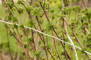 Beerenblume (Rubus idaeoside), Rosa gelnia, wächst außerhalb im Freien auf dem Busch gegen Seilunterstützung