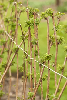 Raspebeere, Rubus idaeos Glanzer Rosenbeere