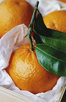 Colorful Citrus Fruits Drucke: RE_0158